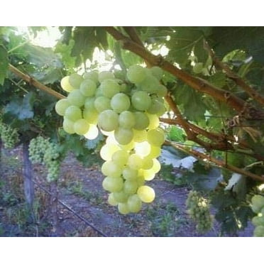 Pixies Gardens Marquis Seedless Grape Plant- Seedless Grape Vine (Live Plant). Extremely Cold Hardy to -20F (1 Gallon Potted)