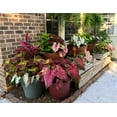 thumbnail image 4 of Blue Buddha Farm: Caladium Variety Mix (Random Mix of Bulbs)-12 Bulbs - Easy to Grow Indoor or Outdoor Perennial Plant, 4 of 6