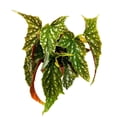 thumbnail image 2 of Harmony's Bird of Prey Angel Wing Hybrid Cane Begonia, 6 inch, Green with White Dots Silver Tip Gnarly Leaves, 2 of 4