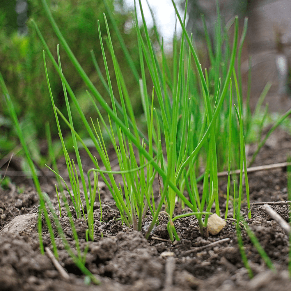 Set 10 Garlic Chives Live Plant Bare Roots Hardy Perennial Herb for Growing Indoor Outdoor