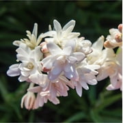 3 Tuberose - 'Pink Sapphire' Plant Bulbs, Light Pink Fragrant Flowers in Summer to Fall Blooming Gardens