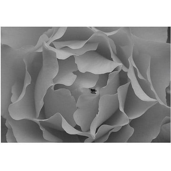 Trademark Art "Hypnotic Rose in Black and White" by Kurt Shaffer