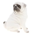thumbnail image 1 of MERIGLARE Modèle de Chien Carlin Jouet Éducatif pour Enfants Collection Ornement - Couleur Blanche, 1 of 8