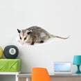 thumbnail image 1 of Common Opossum Wall Decal by Wallmonkeys Peel and Stick Graphic (36 in W x 14 in H) WM286906, 1 of 4