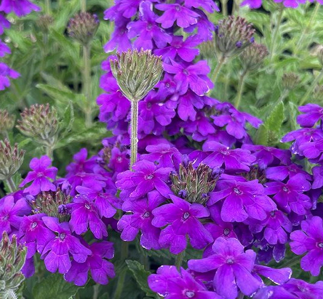 EnduraScape™ LIVE Dark Purple Verbena peruviana - Gallon Pot for