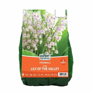 Perennial Spring-Summer Blooming Lily of the Valley Flowers - 8