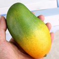 thumbnail image 4 of Set of 6 Food Exhibition Artificial Mangoes Convincing Mangoes Imitations Ornament for Food Displays and Arrangement, 4 of 4