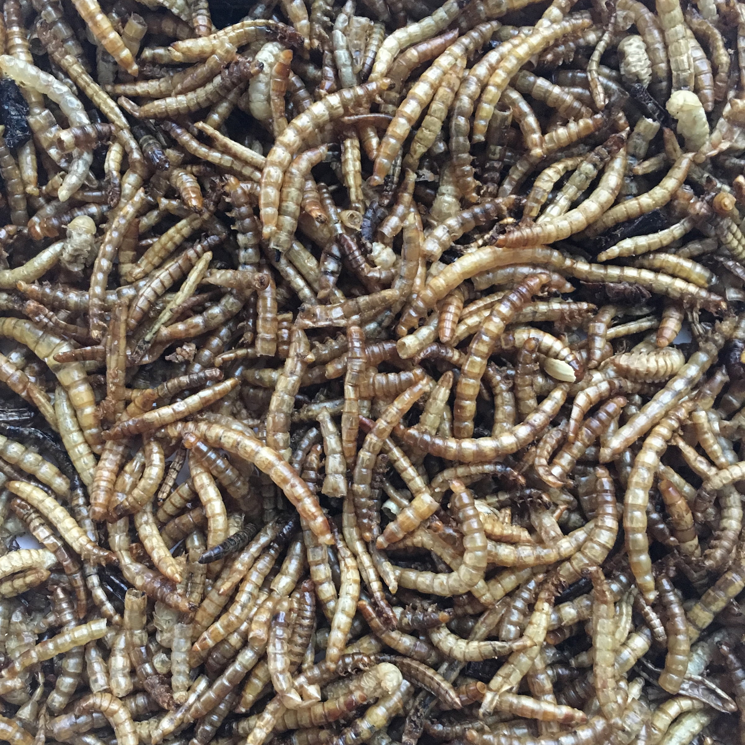 Dried Mealworm 10 lb