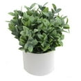 thumbnail image 1 of Admired by Nature ABN5P022-NTRL-R Artificial Frosted Ruscus Plant with Ceramic Pot - Green, 1 of 1