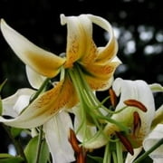 5 Orange Tiger Lily Bulbs- Tulband Lady Alice Heirloom Variety