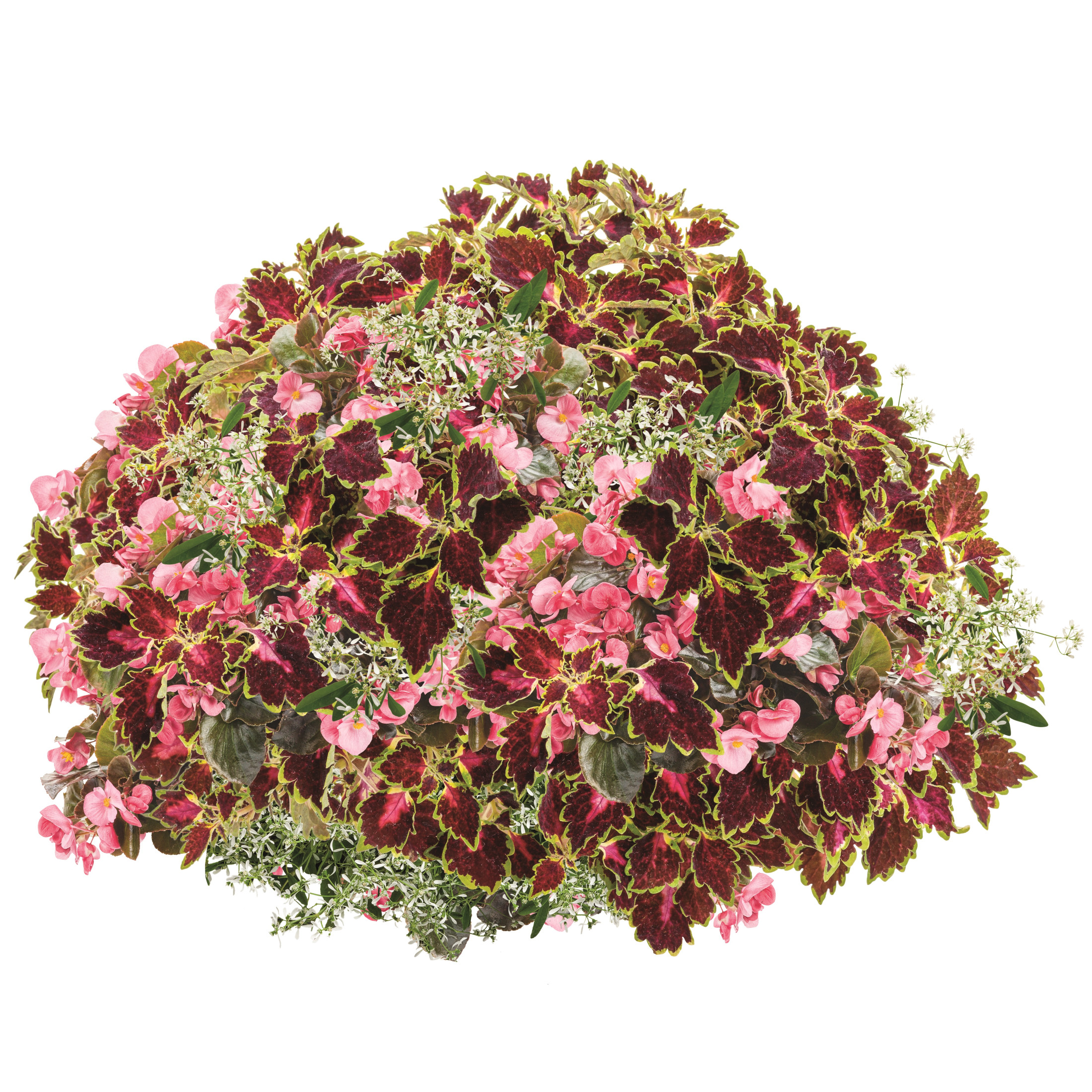 Proven Winners 4" Pink Surefire Rose Begonia Live Plant in 4.25" Pot (4 Count)