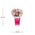 thumbnail image 4 of Amore 2QT Red Yellow Petunia Live Annual Plant Sun 3-Pack, 4 of 7