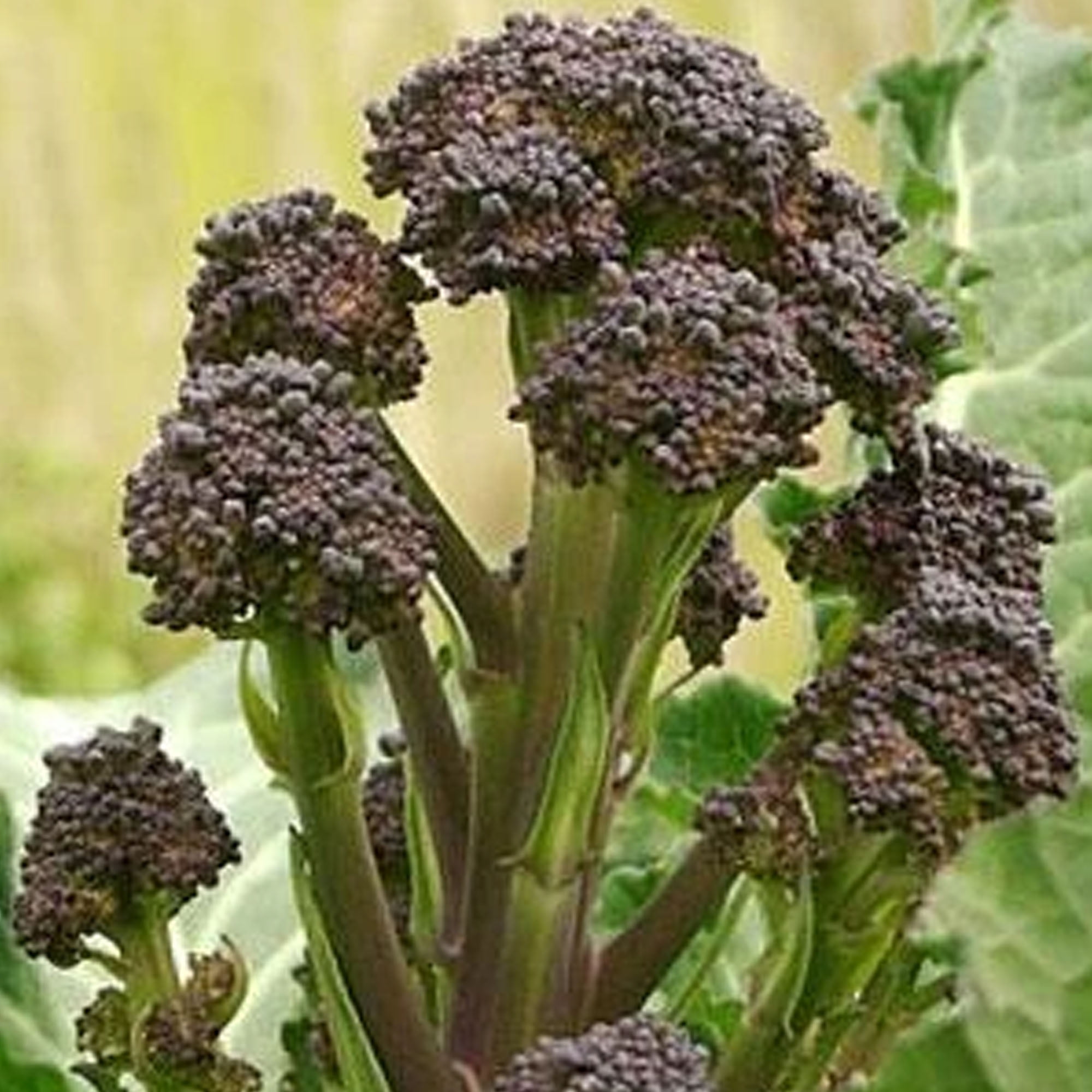 PLANT TAG GIFT Non Gmo Early Purple Garden Organic Brassica Oleracea Italica Heirloom Purple Broccoli Vegetable Seed