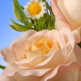 thumbnail image 4 of 13" Pink Rose Flowers, 4 of 4