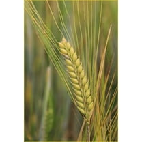 SEEDS = =50 seeds -Organic Emmer Farro Ancient Heirloom Wheat -  Grow in Container Pots or Garden -Non GMO= Serendipity Seeds- Seed Pack