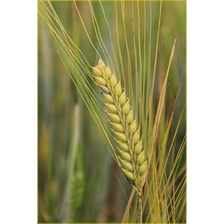 SEEDS = =50 seeds -Organic Emmer Farro Ancient Heirloom Wheat - Grow in Container Pots or Garden -Non GMO= Serendipity Seeds- Seed Pack