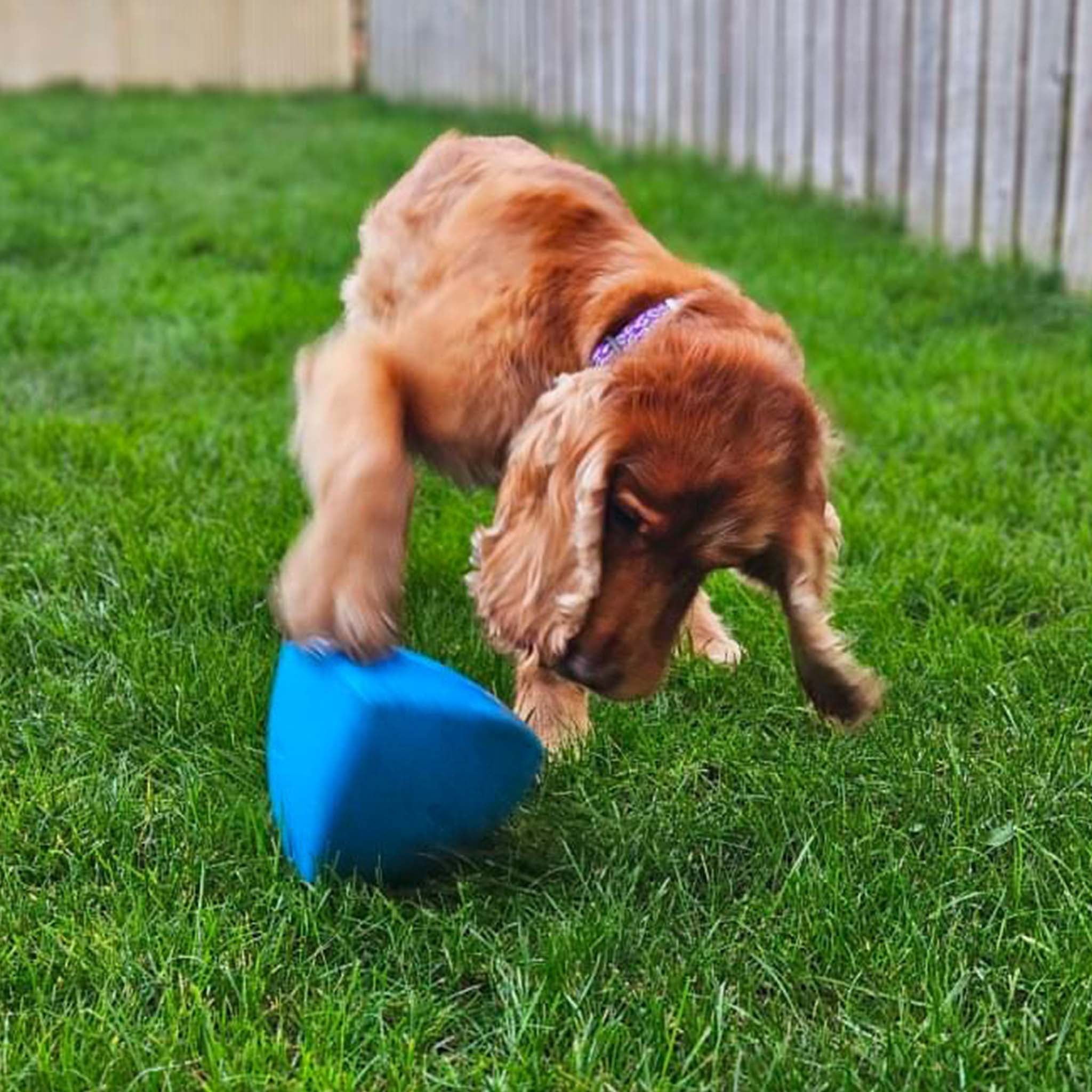 Roolo Enrichment Bopping Ball Interactive Treat Dispensing Dog Toy for Mental Stimulation