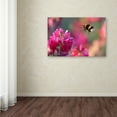 thumbnail image 3 of Trademark Fine Art 'Bumble Bee' Canvas Art by Guido Frazzini, 3 of 3