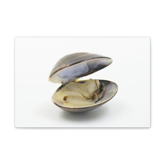 Majestic Clam Art Majestic Clam Print Animal Wall Art Wildlife Canvas Prints Wall Art Ready to Hang Unframed