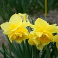thumbnail image 2 of Dick Wilden Daffodil Flower Bulbs - 10 Bulbs per Pack - Deer Resistant - Good as Cut Flowers - Grows Well In Containers - Perennializing - Easy to Grow Live Plants - Outdoor Garden, 2 of 7