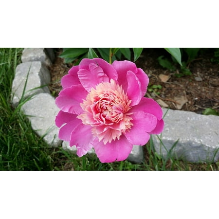 Pretty Petals Scented Flower - LAMINATED POSTER Flower Nature Colorful Pretty Pink Petals Bloom Poster Print 24 x 36