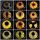 thumbnail image 3 of D'ORELLA-lentes de contacto multicolores para Cosplay, lentillas de Anime, maquillaje de Halloween, lentes amarillas, lentes de Color, 1 par, 3 of 4