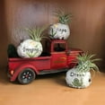 thumbnail image 2 of Aspirational Air Plant Set - 3 Live Air Plants in Decorative Pots - Hope  Dream  Imagine - Cactus  Succulent  Air Plant - A Symbol of Serenity and Natural Beauty, 2 of 6