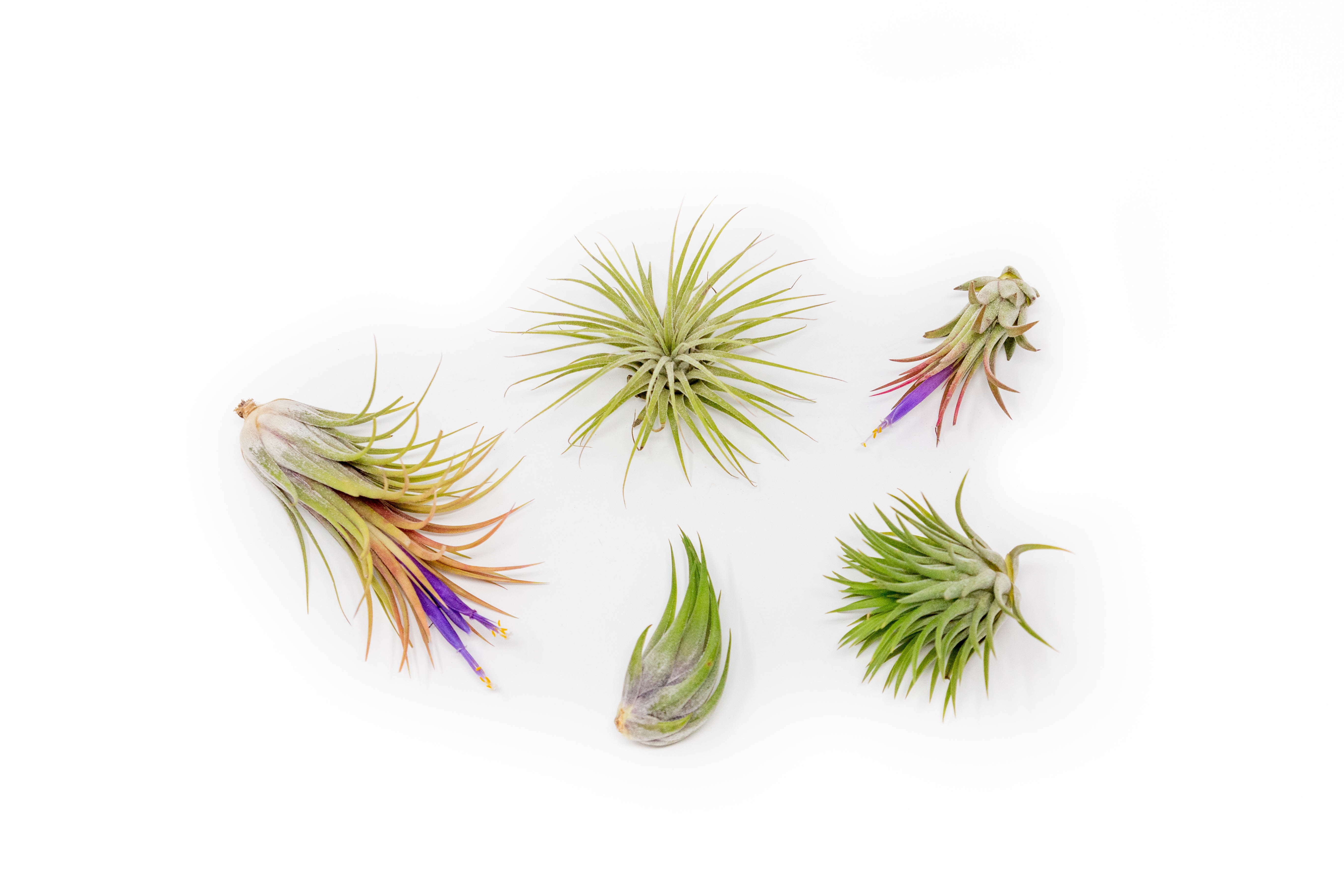 Air Plant Shop Set of 3 Funky Teardrop Terrariums with Flat Bottoms - Wholesale and Bulk - Succulents - Live Tillandsia - Easy Care Indoor and Outdoor House Plants