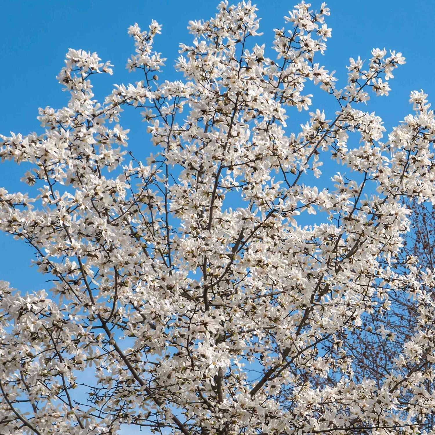 Expert Gardener 1-2' Magnolia Japanese Green Star (Wisdom™ Series) Live Tree in 1 gal. Grower Pot