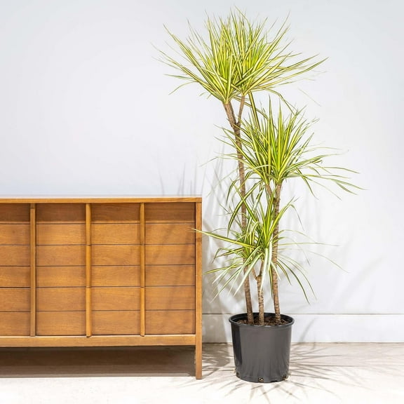 Dragon Tree-Kiwi-Colorful houseplant  14" Pot
