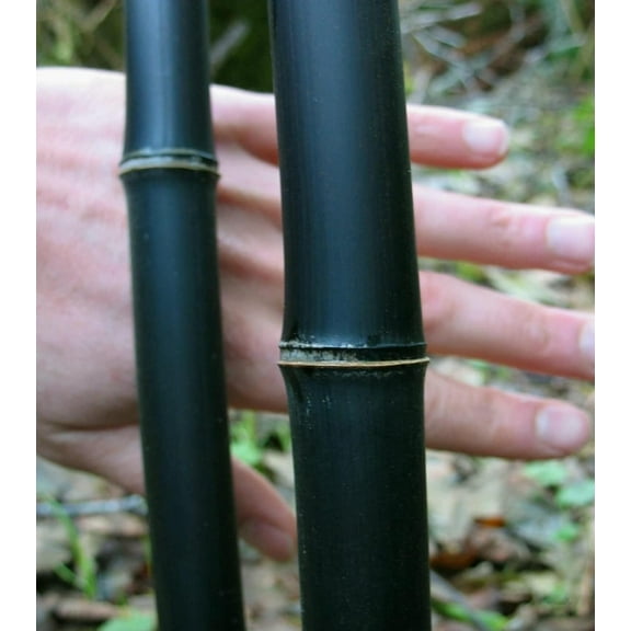 1,000  Fresh Black Bamboo Seeds for Planting | Great for Privacy, Fast Growing