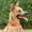 D, variant on Airtag Dog Collar Cover with Nylon Tracking for Pet Positioning and Training