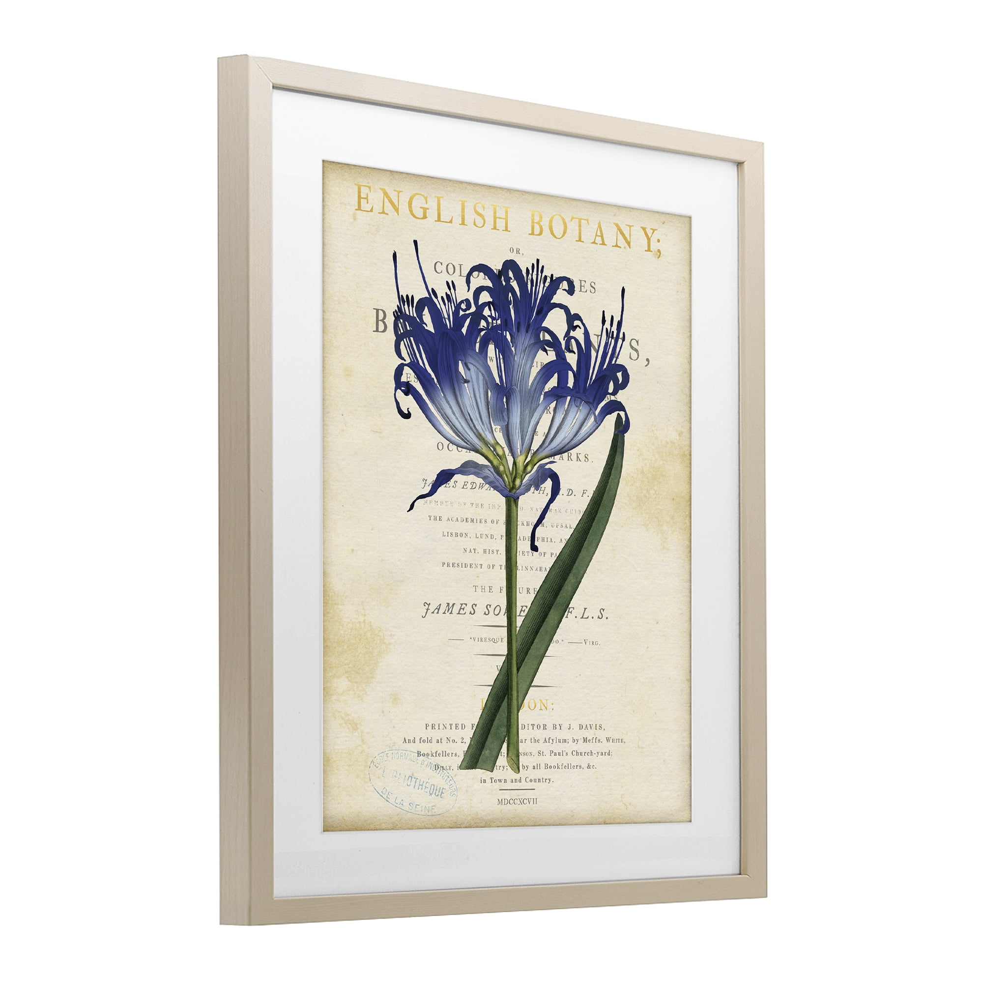 Stupell Industries English Botany Blue Floral Birch Framed Print Under Glass, design by Susan Arnot