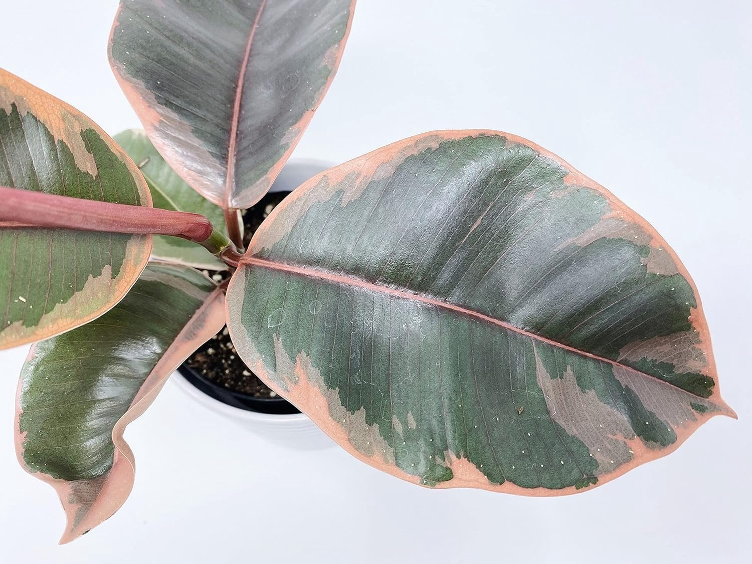Ruby Ficus Rubber Plant - 2 Live Plants in 2 Inch Pots - Ficus Elastica 'Ruby' - Stunning Easy Care Interior Houseplant