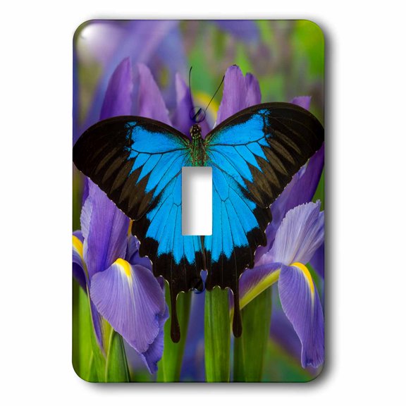 3dRose, Australian Mountain Blue Swallowtail Butterfly resting on Dutch Iris, single toggle switch