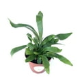 thumbnail image 2 of Staghorn Fern Platycerium Bifurcatum 'Netherlands' Rooted Potted Fern Houseplant, 2 of 2