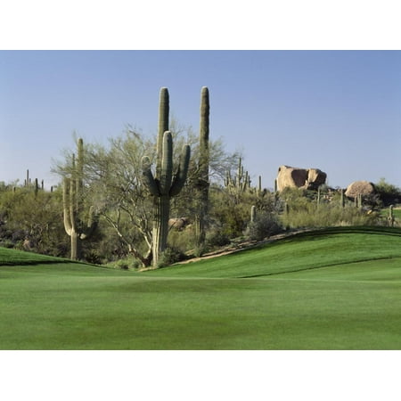 Saguaro Cacti in a Golf Course, Troon North Golf Club, Scottsdale, Maricopa County, Arizona, USA Print Wall