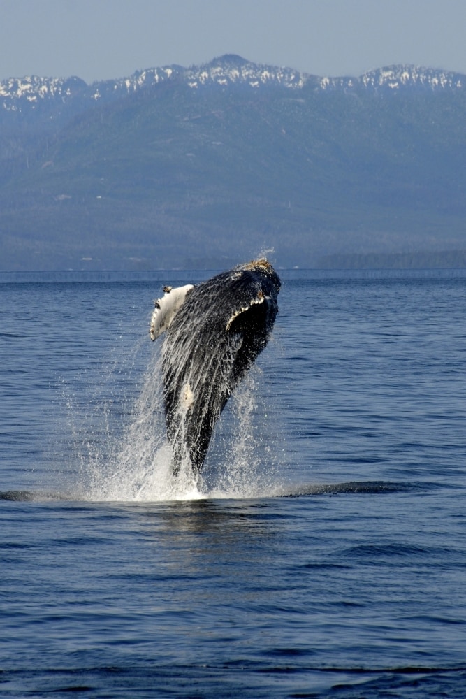 Humpback whale adaptations image