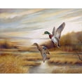 thumbnail image 2 of Manning, Ruane 24x20 White Modern Wood Framed Museum Art Print Titled - Mallards, 2 of 4