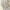 Beige, variant on POIUYTR Girls Crewneck Sweatshirts Kids Long Sleeve Pullover Tops Fashion Drop Shoulder Sweatshirts for 4-12 Years
