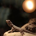 thumbnail image 2 of 220V Heating Light Lamp Heating Warming Bulb for Reptile Pet Amphibian 150W, 2 of 11
