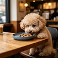 thumbnail image 6 of Whisker Fatigue Dog Bowl, Shallow Dog Food Dish, Wide Dog Wet Feeding Bowls, Pet Plates for Kittens and Short Legged Dog _ Blue, 6 of 6