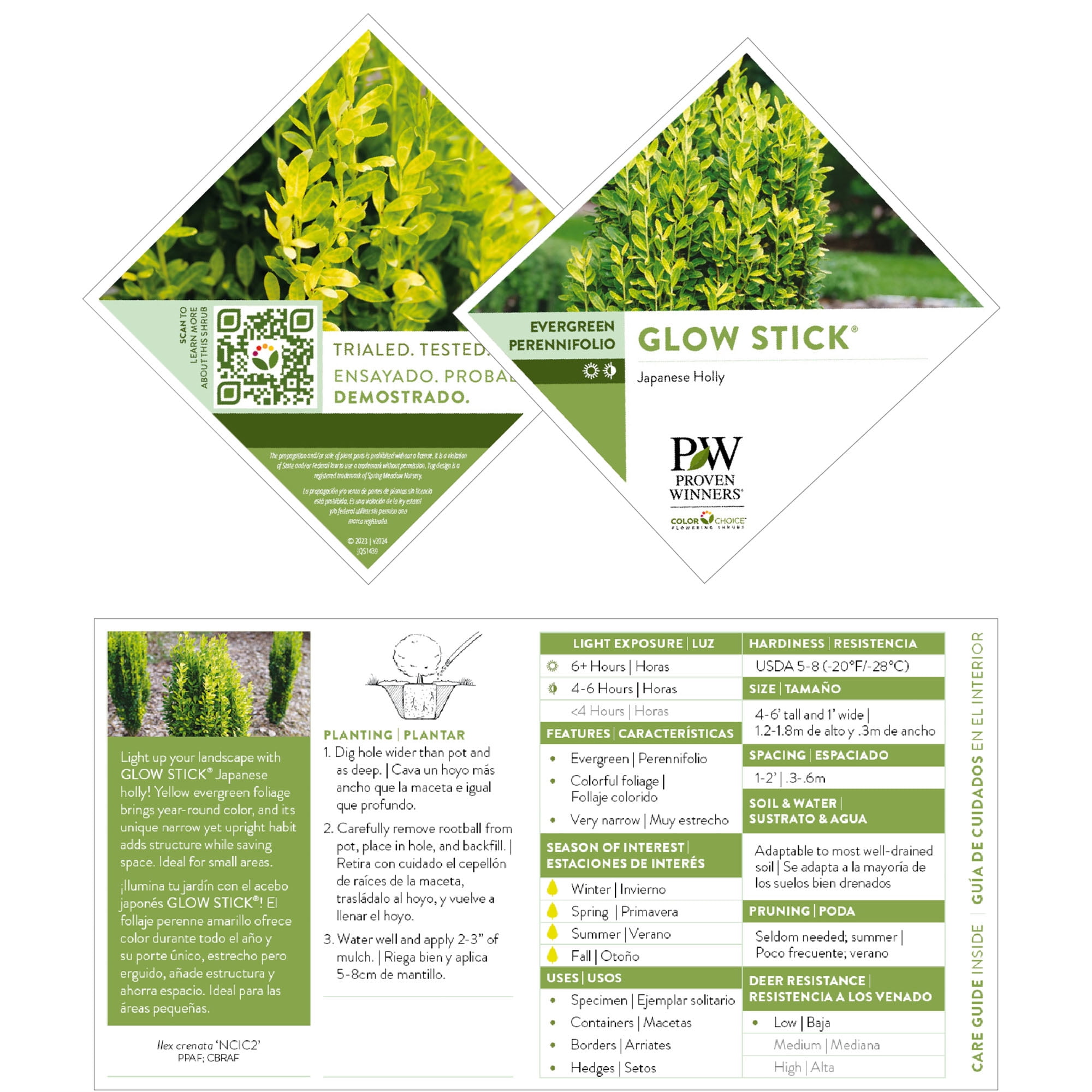 Proven Winners Color Choice Glow Stick Holly Live Shrub (2 Gallon