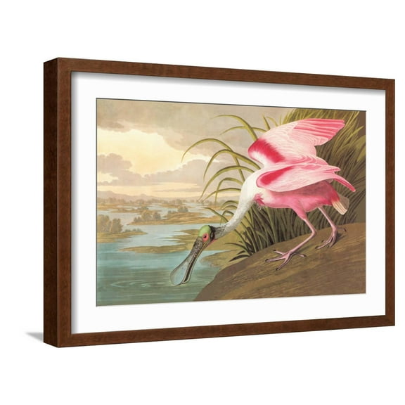 Art.com Roseate Spoonbill Art Print by John James Audubon, Brown Frame Wall Art, 23" x 17"