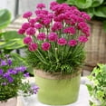 thumbnail image 5 of Outsidepride Perennial Armeria Maritima Ground Cover Plant Seed for Full Sun - 2000 Seeds, 5 of 9