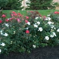 White Flowering Knock Out Own Root Shrub Rose Dormant Bare Root Plant (1Pack)