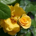thumbnail image 4 of Proven Winners ColorChoice 6" Reminiscent Yellow Garden Rose Live Plant in 7.5" Pot, 4 of 6