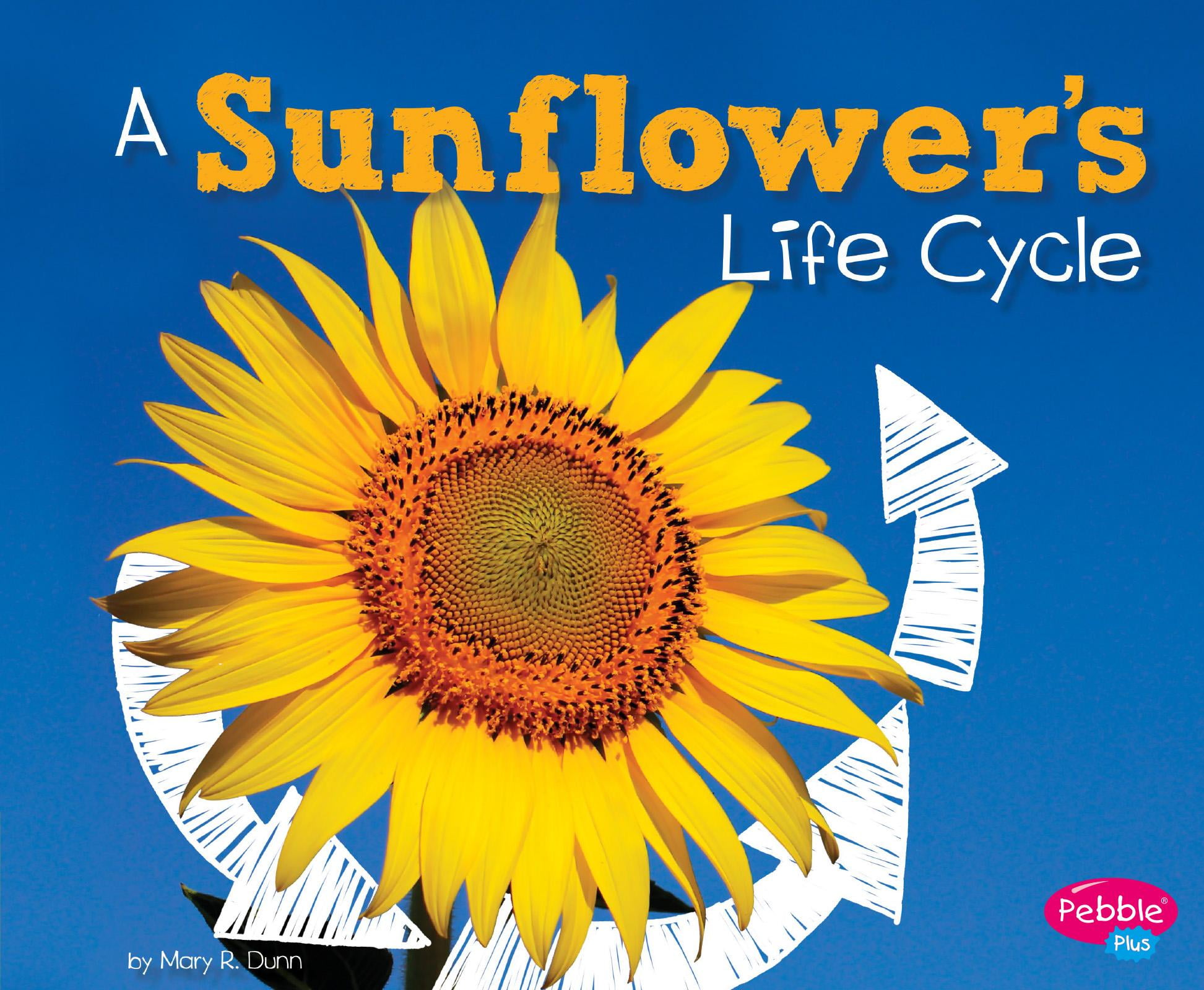 Explore Life Cycles A Sunflower S Life Cycle Hardcover Walmart Com