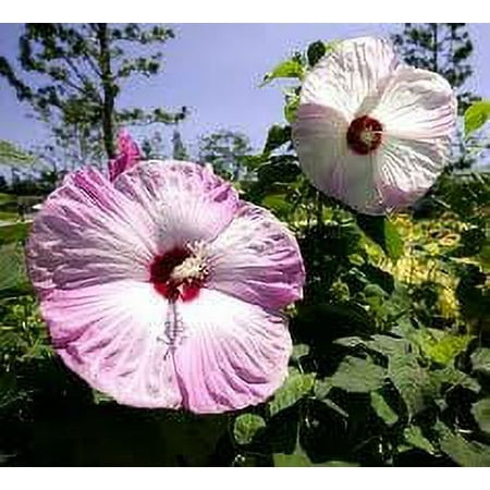 Daylily Nursery Hardy Hibiscus Mix Live Shrubs