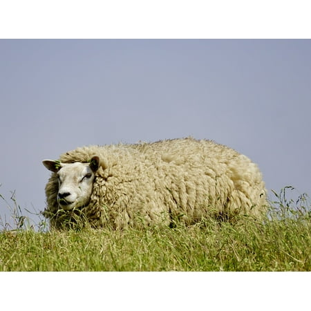 Canvas Print Sheep Chill Out Rest Wool Dike Grass Concerns Stretched Canvas 10 x